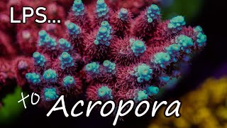 Intro to Acropora Coral Care  The Modern Reefers Predicament  SPS [upl. by Rurik]