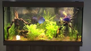 Mon aquarium DISCUS JUWEL RIO 350 [upl. by Etiragram]