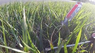 Tall fescue heat and drought stress and one way to manage it [upl. by Normac474]