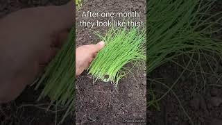 How to Grow Green Onions for New Gardener [upl. by Asyram649]