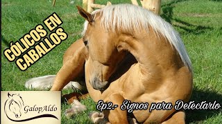 CÓLICOS EN CABALLOS Ep2 Signos para Detectarlo  GalopAldo [upl. by Rebane]