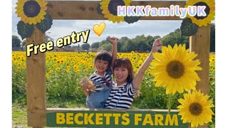 《玩》UK🇬🇧Becketts Farm sunflowers 🌻 Free entry💛免費入場｜仲有羊咩咩 🐏 同水族館🐠🐟 becketts [upl. by Daly]