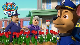 Poszukiwanie rzadkiego kurzego tulipana i nie tylko  Psi Patrol PAW Patrol po polsku [upl. by Aldarcy]