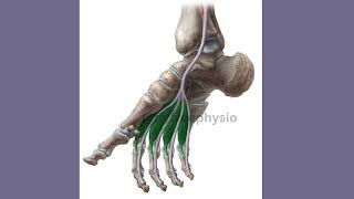 lower limb 🦵 foot  easy to learn [upl. by Boycey]