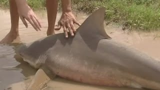 A dead bull shark has been washed up after Cyclone Debbie [upl. by Melamed]