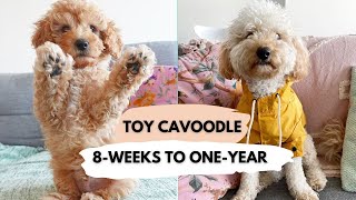 Toy Cavoodle changes colour  8weeks to oneyear [upl. by Meerak]