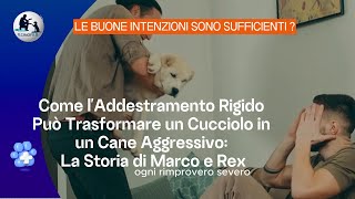 Come laddestramento rigido può trasformare un cucciolo [upl. by Ecaroh30]