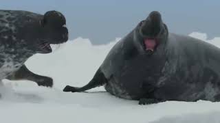 Cystophora cristata  Чубач плямистий  hooded seal [upl. by Nylrats]