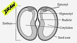 How to Draw Diagram for Seed and Fruit Development  Bean Seed Dicot labelled Diagram [upl. by Elyn]