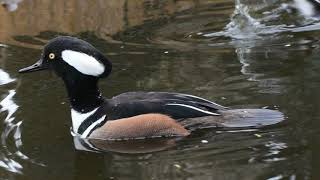 Hooded merganser playing [upl. by Enrika]