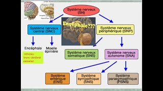 Organisation du système nerveux et du neurone  Cours de Biologie [upl. by Nref694]