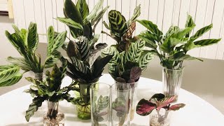 Calathea Ctenanthe amp Maranta In Water Culture [upl. by Zzahc919]