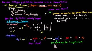 Nitrogen Metabolism Part 1 of 2  Introduction and Nitrogen Fixation [upl. by Nosnek]