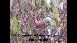 Heimische Singvögel der Dompfaff [upl. by Benoite]