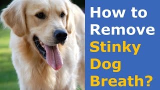 How To Remove Stinky Dog Breath [upl. by Markus]