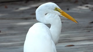 Grande aigrette  Great Egret [upl. by Moriarty]