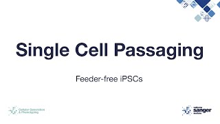 Single Cell Passaging of iPSCs [upl. by Alexandr140]