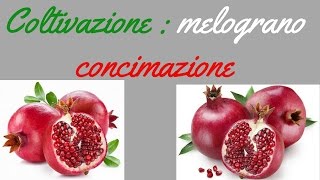 Coltivazione  melograno concimazione [upl. by Yadrahc158]