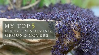 My TOP 5 Ground Covers [upl. by Kelvin]