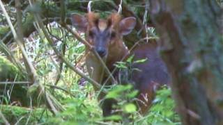 Calling in muntjac deer using a buttolo [upl. by Say]