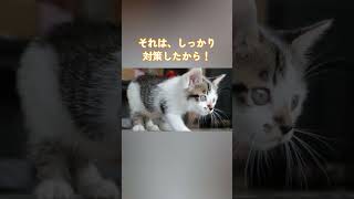 【保護猫】あおばくんが家に来て2週目 vlog 猫 可愛い cat 猫のいる暮らし ネコ 癒し [upl. by Haidedej595]