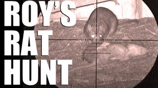 Fieldsports Britain  Roys rat hunt [upl. by Nreval]