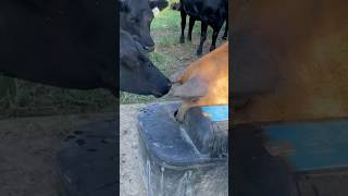 Pig Vs Cow  shorts ranch wateringhole ranching farming pigs piggy rancher farmlife cow [upl. by Solahcin474]