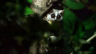 Double Trouble Bush Baby twins born at ZSL London Zoo [upl. by Ogren]