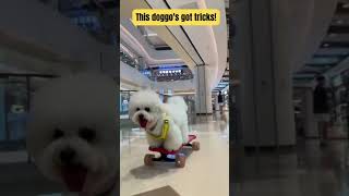 Waggin and Rollin Dogs Skateboard Stunt Spectacle funnyshorts doglover dogs pets [upl. by Einobe]