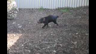 Tasmanian Devil running circle  Lone Pine Sanctuary Brisbane [upl. by Koy]