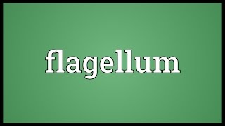 Flagellum Meaning [upl. by Anoik842]