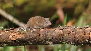 Agile Antechinus Mating Behavior sounds amp vocalization [upl. by Siladnerb]