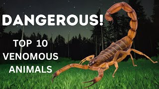 Top 10 most VENOMOUS animals  Countdown To Danger [upl. by Cibis]