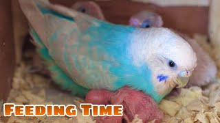 Budgies Feeding Their Babies [upl. by Innoj610]