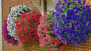 How to Plant Surfinia Hanging Basket Guide [upl. by Siurtemed818]