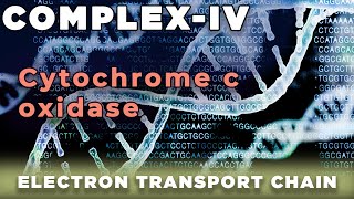 Cytochrome c Oxidase  Complex IV Mitochondria [upl. by Einhpets]