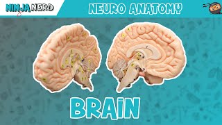 Anatomy of the Brain  Model [upl. by Itnavart359]