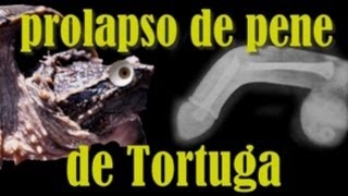 Prolapso de Pene de Tortuga  Chelydra Rossignoni Arnulfo [upl. by Susi]