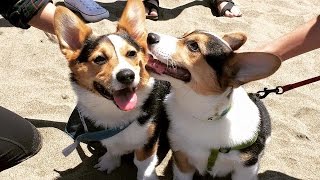 A FULL DAY WITH 500 CORGIS at Corgi Beach Day  Life After College Ep 421 [upl. by Chisholm234]