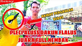 VIDEO TERBARU  PLECI ALUSS DAKUN FLAVUS  FULL TEMBAKAN  REKAY [upl. by Drawyeh]