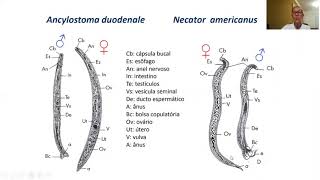 31 AULA  Resumo  Prática – Ancylostoma sp morfologia patogenia e diagnóstico [upl. by Idnahc423]