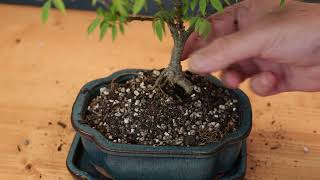 Dwarf Wisteria Bonsai  Repotting and Pruning [upl. by Statis]