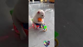 Before amp After Animals Growing Up Amazing Animal Transformation 💥 short tiktok animals [upl. by Langill331]