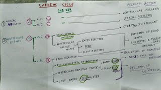 Cardiac Cycle Physiology  Chart  The Charsi of Medical Literature [upl. by Gilliette]