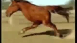 Retarded Running Horse 10 Hours [upl. by Lairbag]