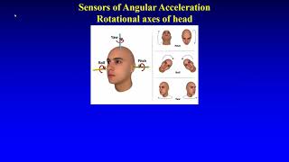 Sensors of Linear and Angular Acceleration [upl. by Renrut]