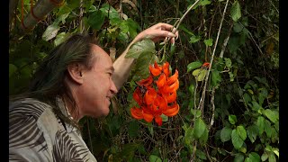 FIELD TRIP WITH PATRICK BLANC IN PAPUA NEW GUINEA  SEPIK LOWLAND RAINFOREST [upl. by Eldnik765]