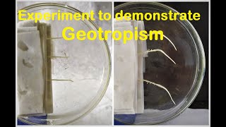 Geotropism experiment [upl. by Anuaik]