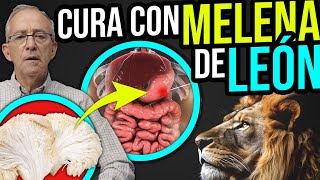 🦁 MELENA DE LEON Nutritiva Y Medicinal  Oswaldo Restrepo RSC [upl. by Yentrok720]