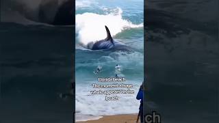 Florida beach The moment a huge whale appears on the beach florida shortvideo [upl. by Naes]